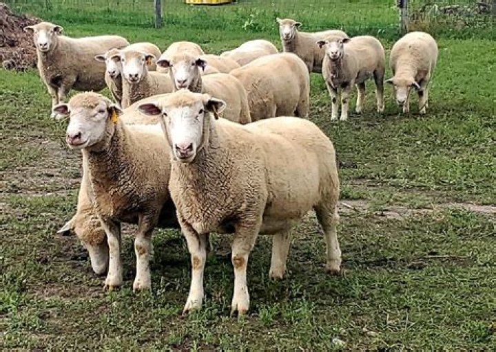 Would shepherds break sheep's leg?