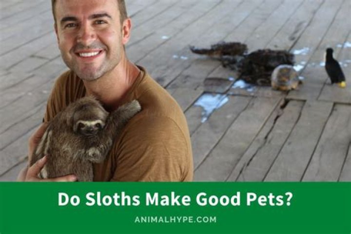 Would sloths make good pets?