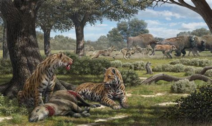 Would tigers eat cats?