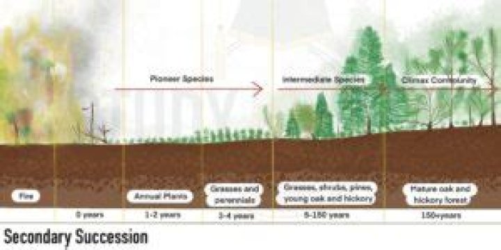 Would undergo secondary succession?
